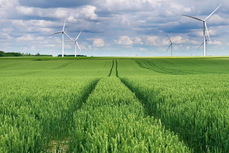 Feld mit Windenergieanlagen im Hintergrund und bewölktem Himmel.
