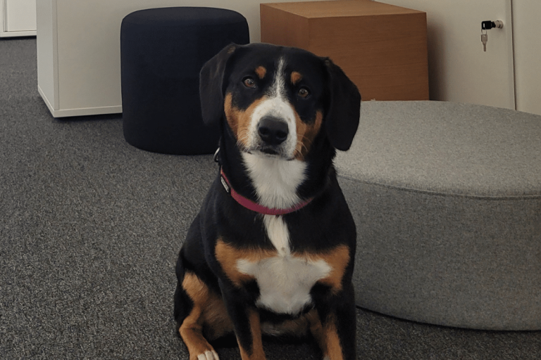 Hund Nora im Graz-Office.